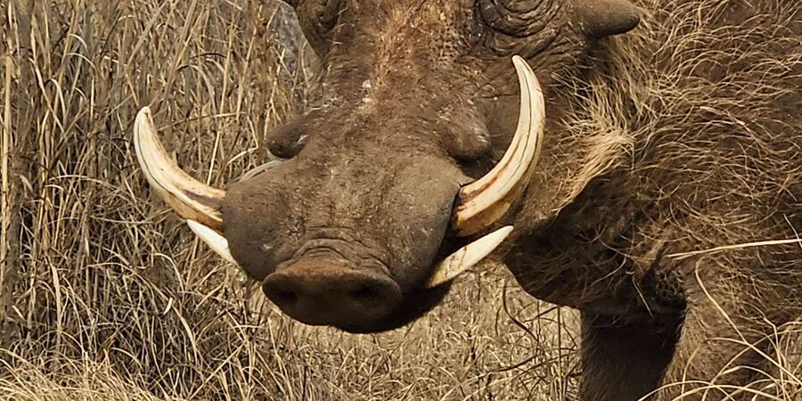 Private Safari Tour: Pilansberg National Park Big 5 - How your guide runs the day inside the park