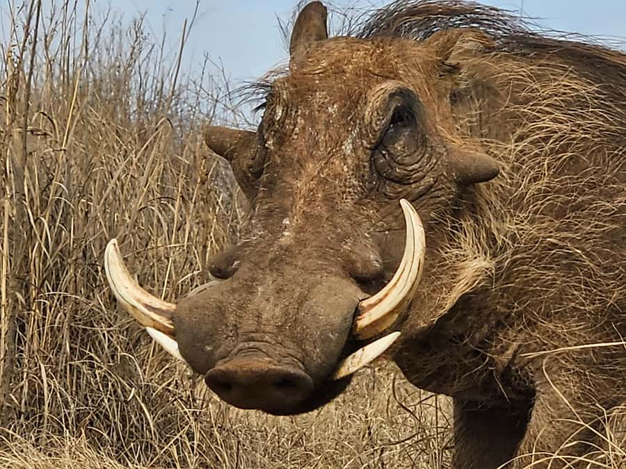 Private Safari Tour: Pilansberg National Park Big 5 - Big 5 chances: real luck, real preparation