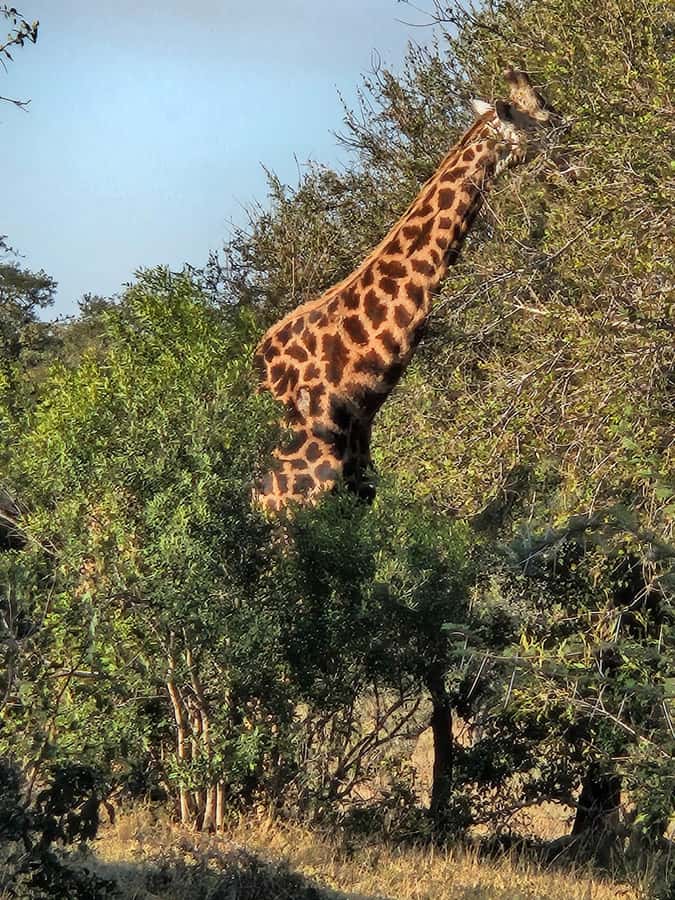 Private Safari Tour: Pilansberg National Park Big 5 - The animal spotting rhythm: what the hours usually feel like