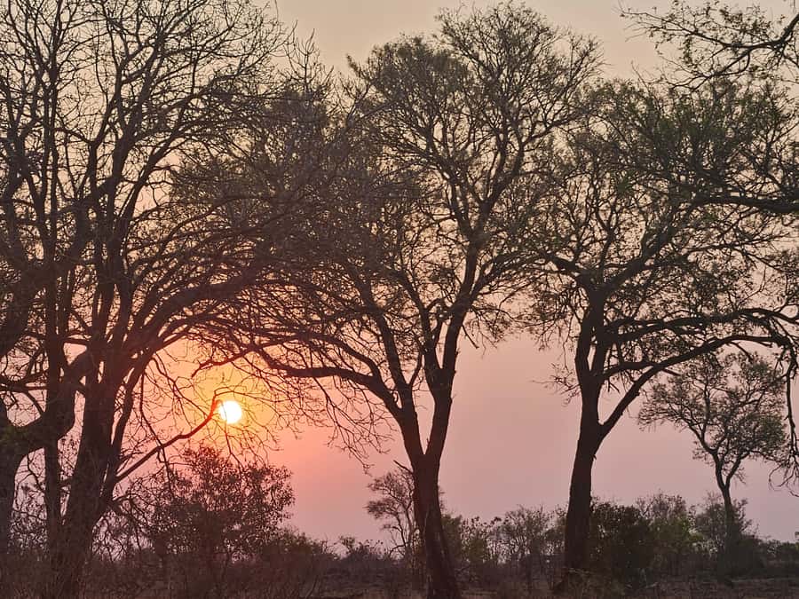 Private Safari Tour: Pilansberg National Park Big 5 - Getting back to dinner: why the full-day flow matters