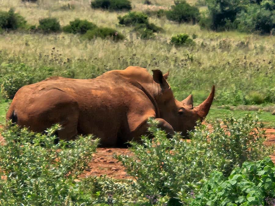 Private Safari Tour: Pilansberg National Park Big 5 - The morning start: 6 am pickup and the 2.5 hour drive