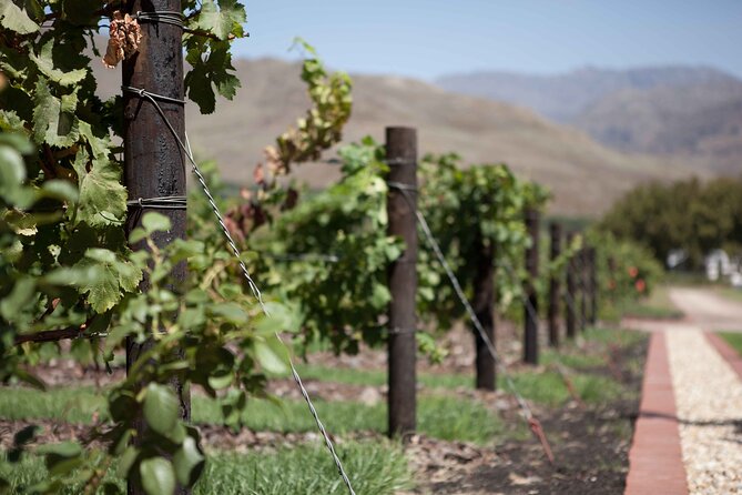 Private Stellenbosch, Franschhoek and Paarl Wine Tour - Why the guide matters more than you think
