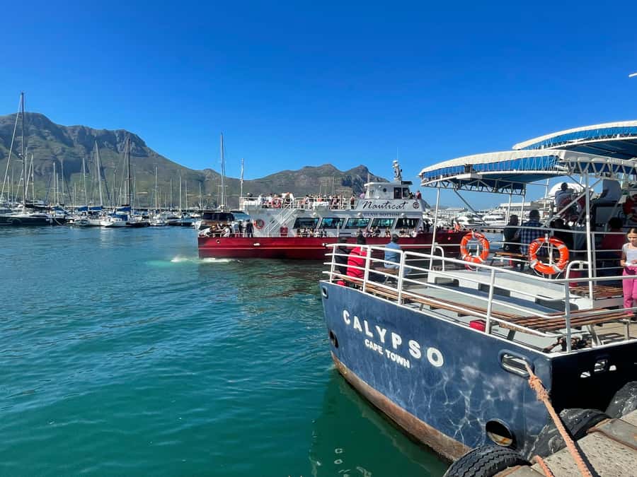 Private Tour:Cape of Good Hop>Chapman’s >Penguin>Seal island - Price and Value: What $132 Covers, What It Doesn’t