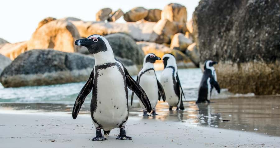 Private Tour:Cape of Good Hop>Chapman’s >Penguin>Seal island - Atlantic Seaboard to Camps Bay: Clifton, Bantry Bay, and Maiden’s Cove