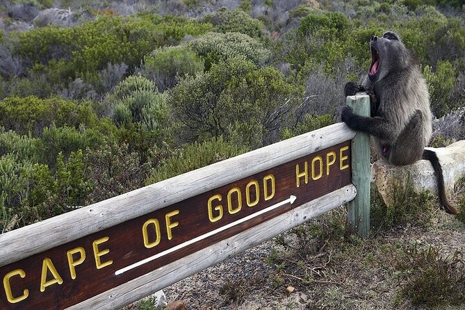 Private Tour:Cape of Good Hop>Seal island>Chapman’speak &Penguins - Door-to-Door Logistics That Actually Save Your Day
