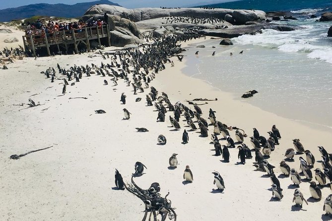 Private Tour Cape of Good Hope & Penguins Sightseeing Full day - Why this Cape Town day trip works: city color, wild cliffs, penguins