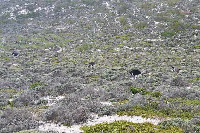 Private Tour Cape of Good Hope & Penguins Sightseeing Full day - Pickup, comfort, and timing in an 8 to 9 hour route