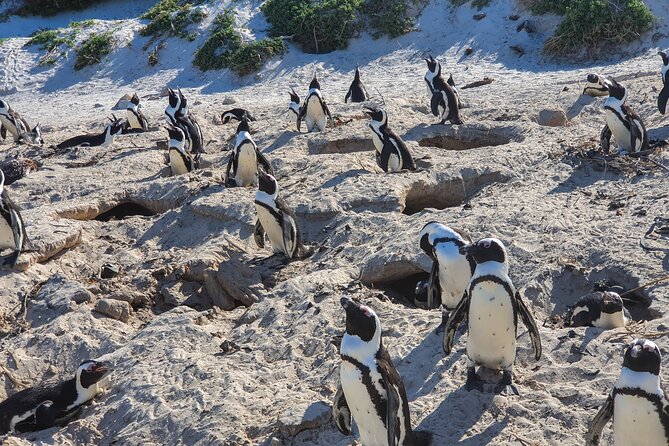 Private Tour Cape of Good Hope & Penguins Sightseeing Full day - Hout Bay: optional seal island boat ride