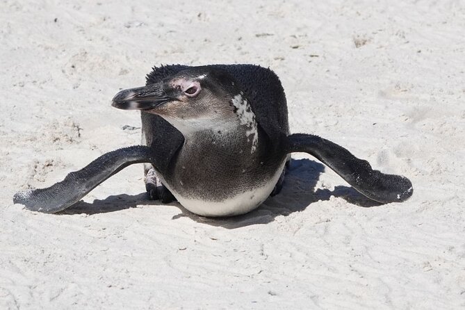 Private Tour Cape of Good Hope with Penguins - Chapman’s Peak Drive (About 20 Minutes)