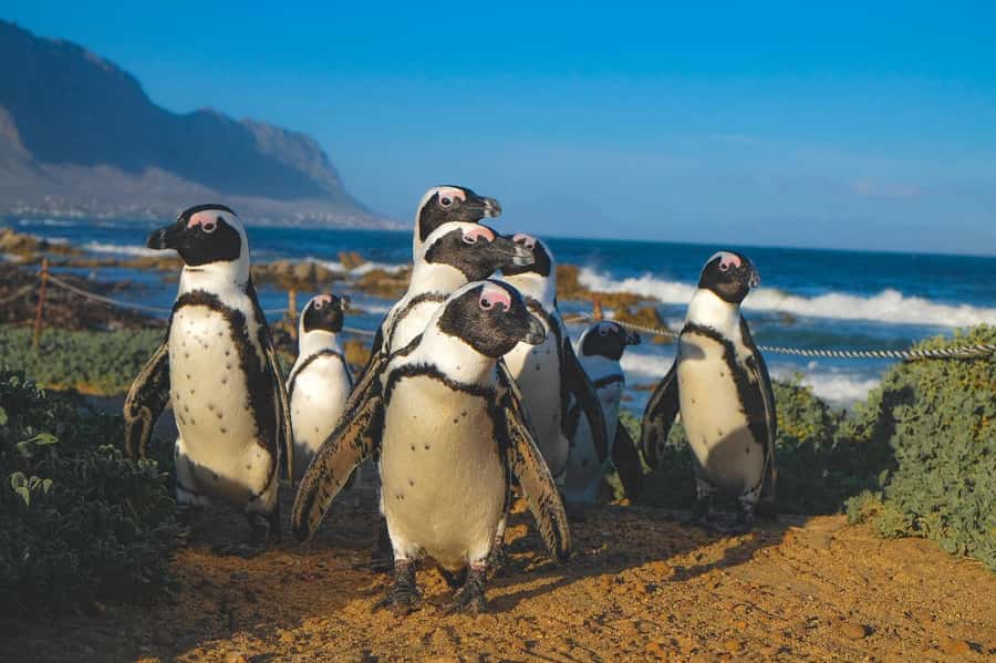 Private Tour: Cape Town to Cape Agulhas where 2 Oceans Meet - Key things to know before you go