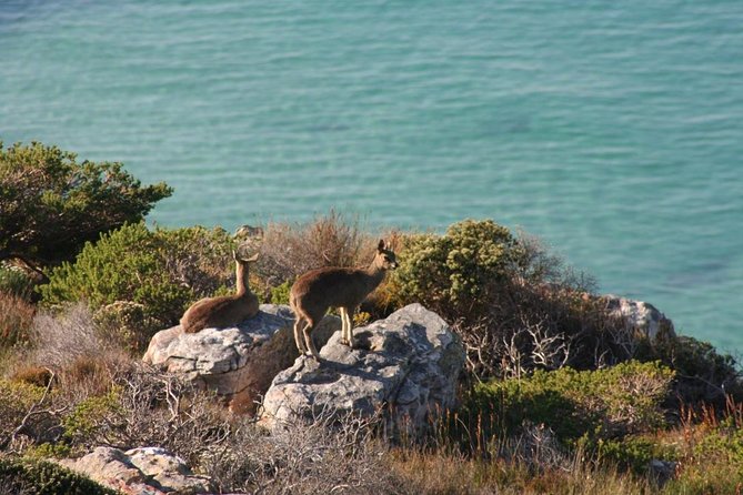 Private Tour Of Penguins, Cape Of Good Hope & Peninsula. - Chapman’s Peak Drive Summit Stop: A Classic Scenic Road Moment With Real Stops