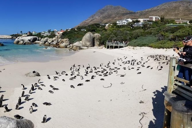 Private Tour Of Penguins, Cape Of Good Hope & Peninsula. - Camps Bay Beach: Sunset Backdrop Energy Without Staying Through the Crowds