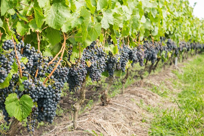 Private Tour of Top 5 Stellenbosch Wineries From Cape Town - A One-Day Private Route Through Stellenbosch’s Best-Known Estates