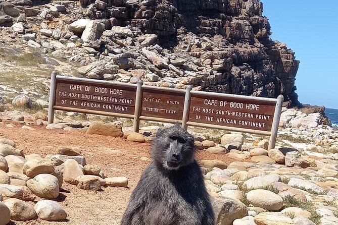 Private Tour: Penguins, Cape Point and Cape of Good Hope - Key points to know before you go