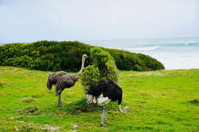 Private Tour: Penguins, Cape Point and Cape of Good Hope - A private Cape Peninsula day with the route doing the work