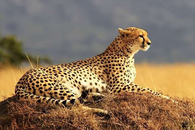 Private Ultimate Pilanesberg Safari from Johannesburg - Hotel Pickup and Air-Conditioned Comfort on the Transfer