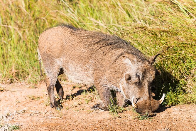 Private Ultimate Pilanesberg Safari from Johannesburg - Afternoon Game Drive Timing: Why 15:30 to 16:00 Matters