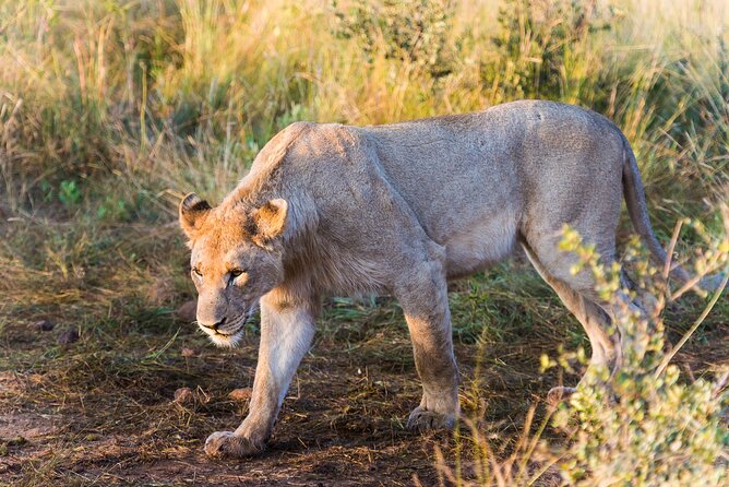 Private Ultimate Pilanesberg Safari from Johannesburg - What “Private” Actually Feels Like on Safari