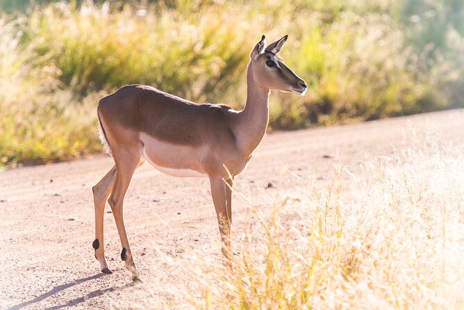 Private Ultimate Pilanesberg Safari from Johannesburg - Practical Tips for a Smoother Safari Day