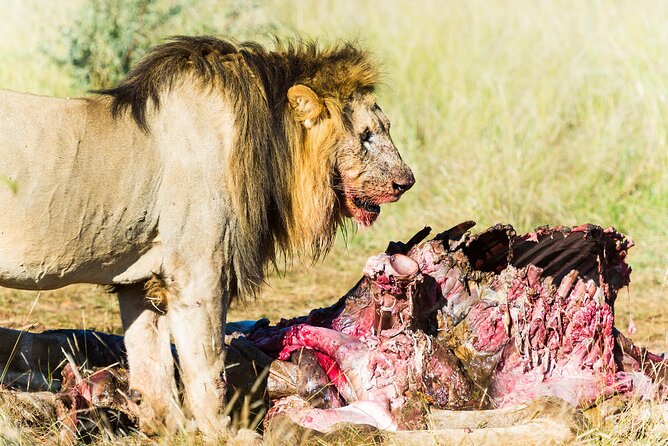 Private Ultimate Pilanesberg Safari from Johannesburg - Who This Private Pilanesberg Safari Fits Best