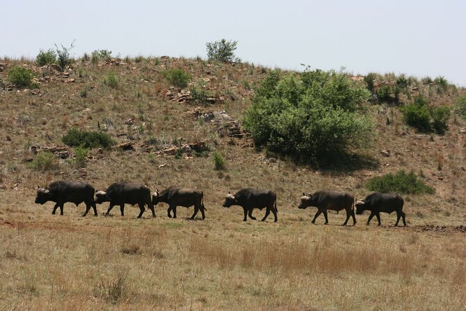 Rhino and Lion Park Guided Tour from Johannesburg - Breeding Centre Walk: Tigers, Jaguars, and White Lions Up Close