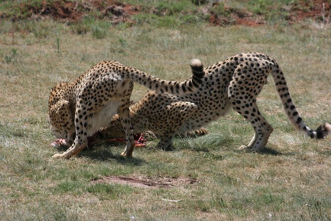Rhino and Lion Park Guided Tour from Johannesburg - Guide Support: Personalized Attention That Makes the Day Easier
