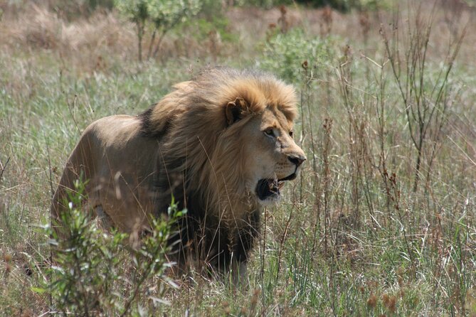 Rhino and Lion Park Guided Tour from Johannesburg - What the 3-Hour Schedule Really Means for Your Day