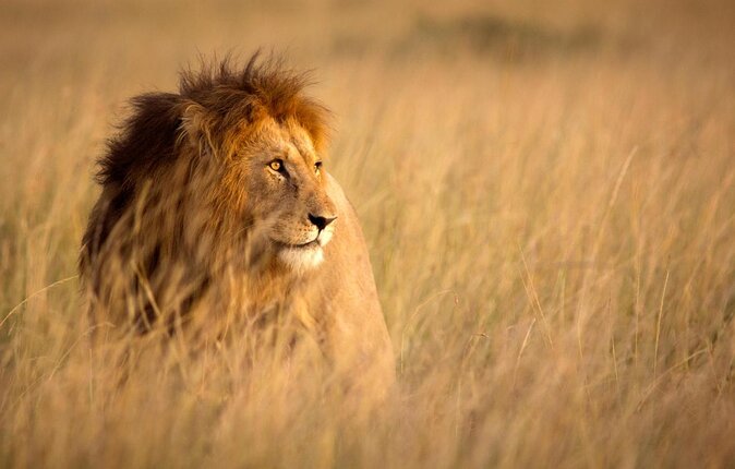 Rhino and Lion Park Half Day Safari from Johannesburg - Key Highlights Worth Your Attention