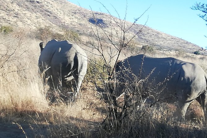 Rhino and Lion Park Half Day Safari from Johannesburg - Getting From Johannesburg to Rhino and Lion Park Without the Hassle