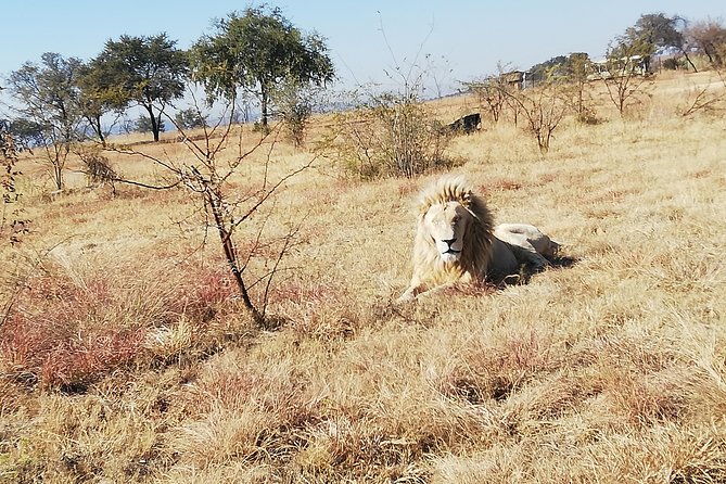 Rhino and Lion Park Half Day Safari from Johannesburg - Comfort on a Half-Day Safari: Pickup, Private Group, Snacks, and Water