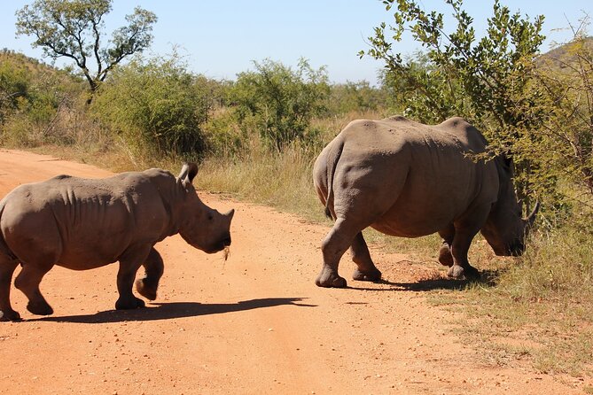 Rhino and Lion Park Safari Tour - Key Highlights You’ll Actually Care About