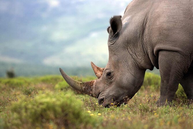 Rhino and Lion Park Safari Tour - Rhino and Lion Nature Reserve: The 3-Hour Reserve Stop
