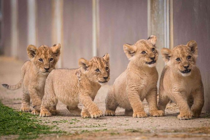 Rhino and Lion Park Safari Tour - 2 Hours on the Open Safari Truck: How to Max Your Wildlife Time