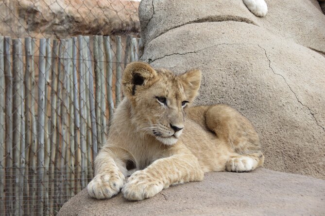 Rhino and Lion Park Safari Tour - Big Five Hopes, Plus the Animals That Often Steal the Show