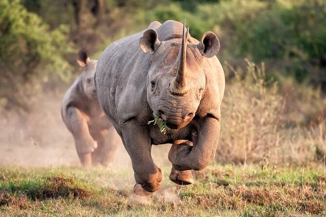 Rhino and Lion Park Safari Tour - Guides Who Teach, With Jokes That Keep You Awake