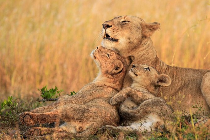 Rhino and Lion Park Safari Tour - Price and Value: Is $114.03 Worth It?
