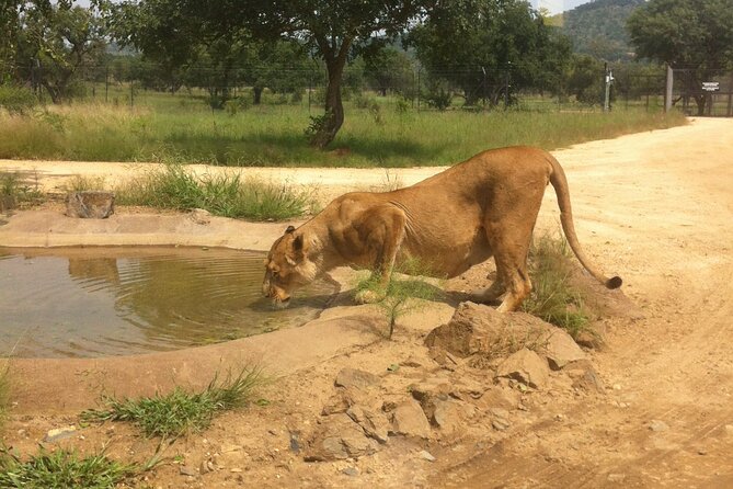 Rhino and Lion Park Safari Tour - Who This Safari Is Best For