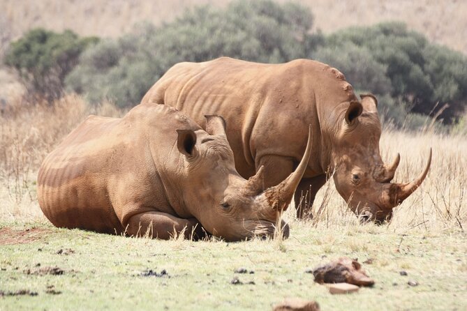 Rhino and Lion Park Safari Tour - Pickup and the Ride Out: Comfortable Start, Less Hassle