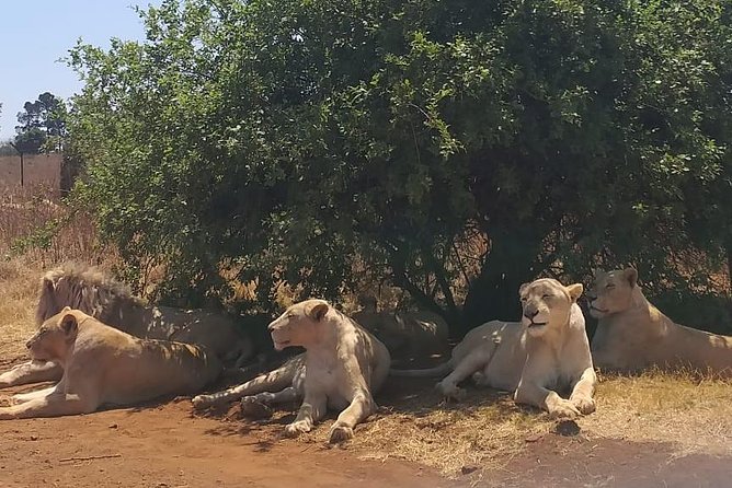 Rhino & Lion Nature Reserve - A Half-Day Safari That Actually Fits Johannesburg Time