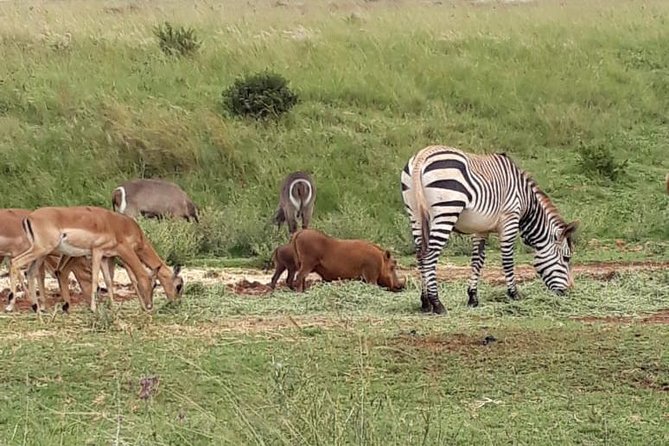 Rhino & Lion Nature Reserve - Lion and Tiger Cubs: The Hug and Kiss Opportunity (With Common Sense)