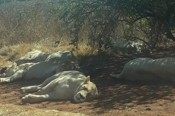 Rhino & Lion Nature Reserve - Guides Matter More Than You Think