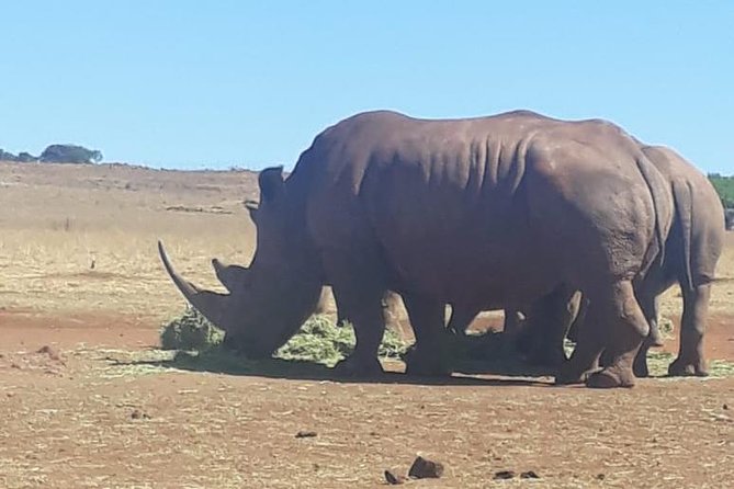 Rhino & Lion Nature Reserve - Price and Value: Is $132.97 Worth It?
