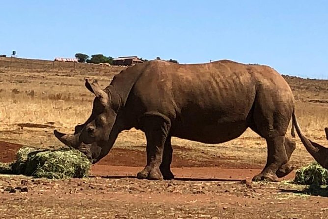 Rhino & Lion Nature Reserve - Getting There: Private AC Transport and a Smooth Rhythm