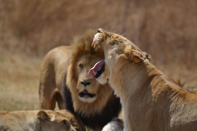 Rhino & Lion Park from Johannesburg - Getting there from Johannesburg: pickup and a tight schedule