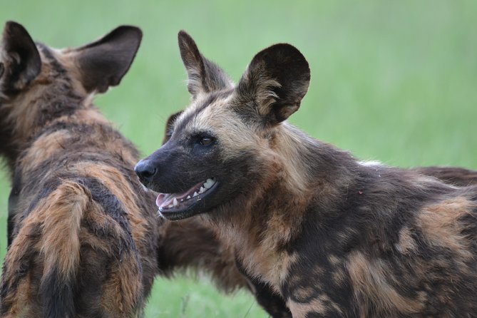Rhino & Lion Park from Johannesburg - The closed-vehicle game drive: comfort with better odds