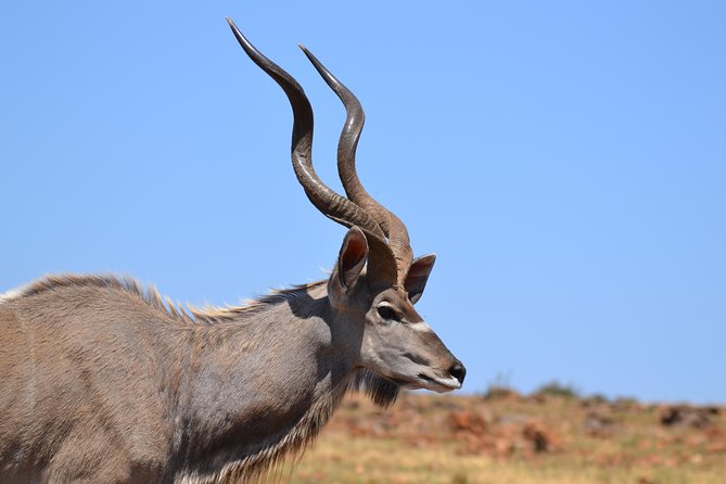Rhino & Lion Park from Johannesburg - Wildlife you might spot, and how to manage expectations