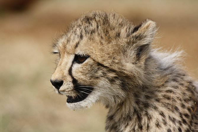 Rhino & Lion Park from Johannesburg - Timing on the ground: what 4 hours in the reserve means