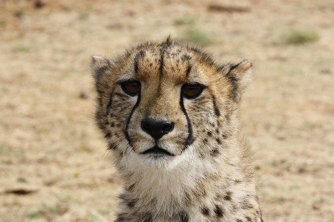 Rhino & Lion Park from Johannesburg - What to bring (because food and drinks are not included)