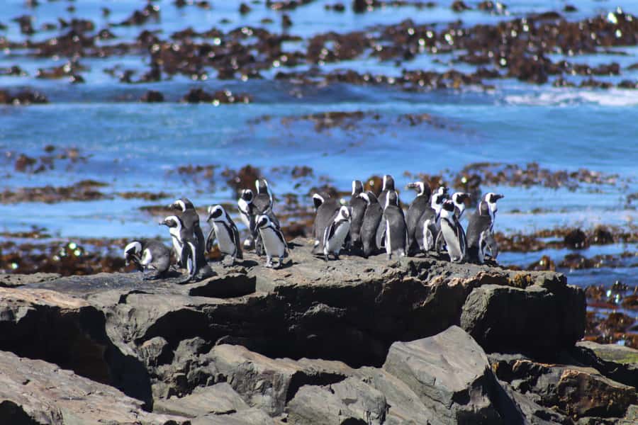 Robben Island,Table Mountain Full day Private Tour Cape Town - Lunch at the V&A Waterfront, Plus the 30-Minute Diamond Factory Stop