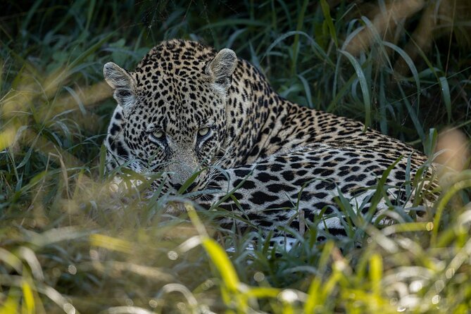 Sabie Game Reserve Sunset Safari Tour with Sundowners - Why Sabi Sand at Sunset Beats a Mega-Crowd Safari Day